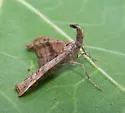 Dark-spotted Palthis - Hodges#8397 - photo 4
