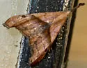 Dark-spotted Palthis - Hodges#8397 - photo 5