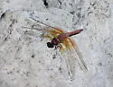Red Rock Skimmer