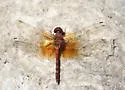 Red Rock Skimmer - photo 2
