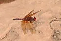 Red Rock Skimmer - photo 3