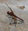 Red Rock Skimmer - photo 4