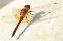 Red Rock Skimmer - photo 5