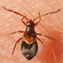Pamillia behrensii