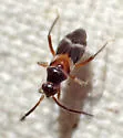 Pamillia behrensii - photo 4