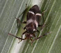 Pamillia nyctalis - Pamillia nyctalis