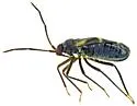 Pamillia nyctalis - photo 2