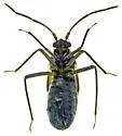 Pamillia nyctalis - photo 4