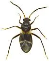 Pamillia nyctalis - photo 5