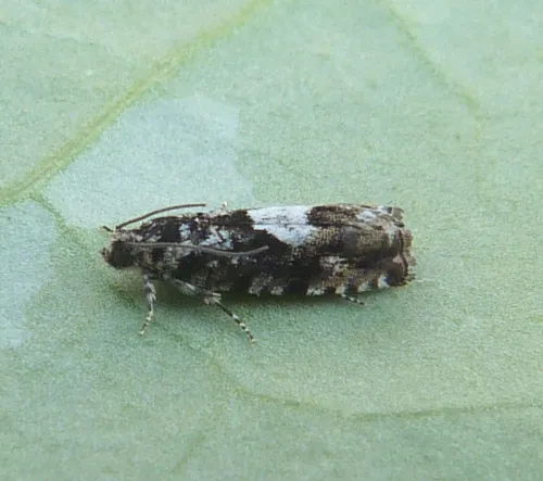 Pammene argyrana