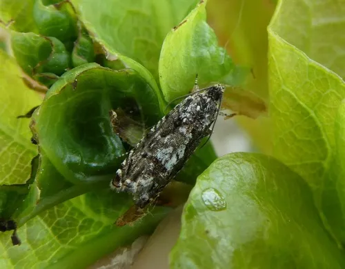Pammene argyrana - photo 2