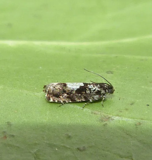 Pammene argyrana - photo 3