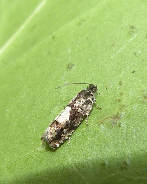 Pammene argyrana - photo 4