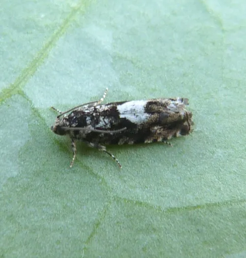 Pammene argyrana - photo 5