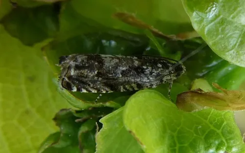 Pammene argyrana - photo 6