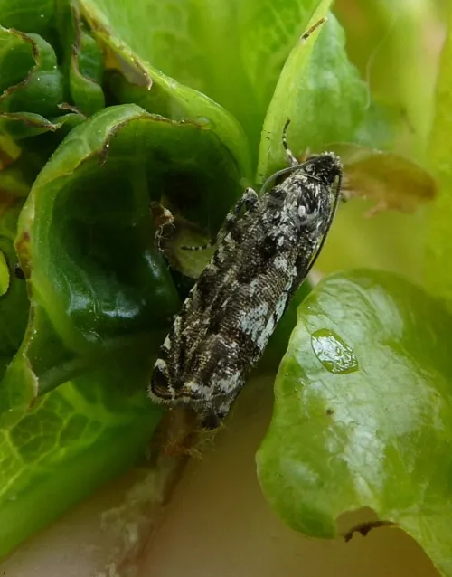 Pammene argyrana - photo 7