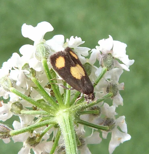 Pammene aurana