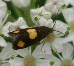 Pammene aurana - photo 2