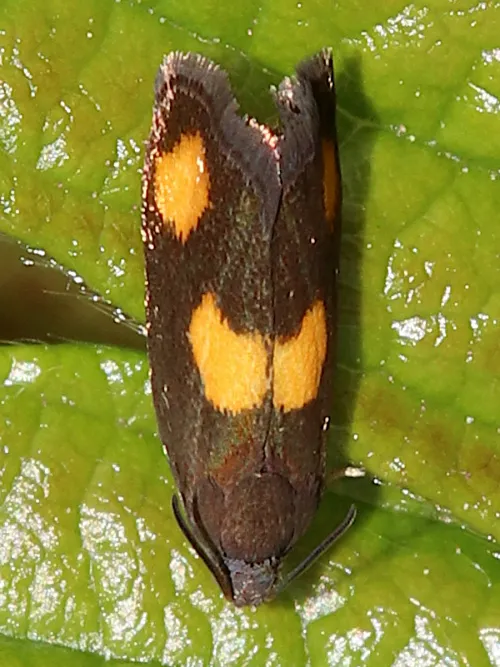 Pammene aurana - photo 3