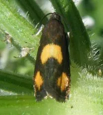 Pammene aurana - photo 4