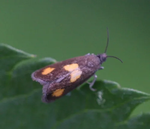 Pammene aurana - photo 5