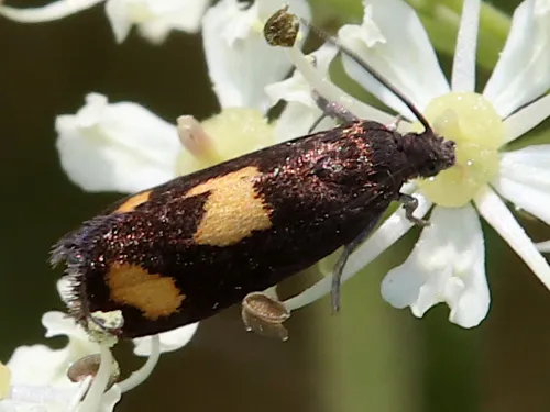 Pammene aurana - photo 6