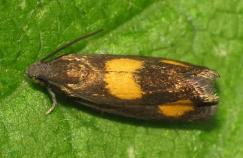 Pammene aurana - photo 7