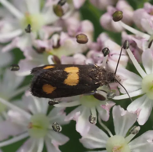 Pammene aurana - photo 8