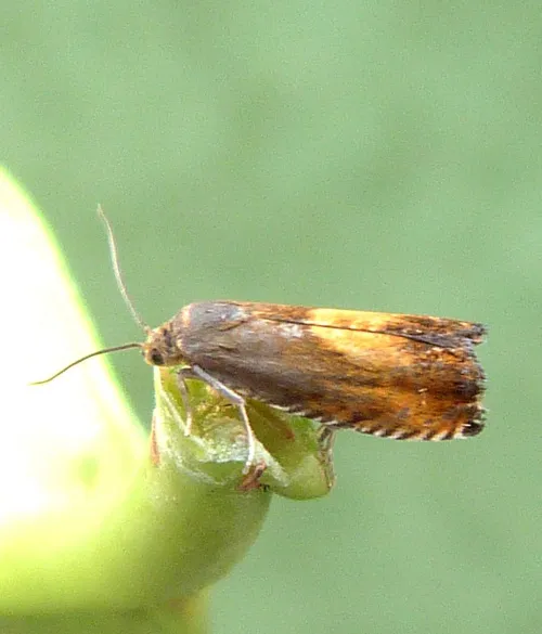 Pammene aurita