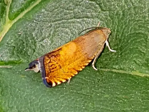 Pammene aurita - photo 2
