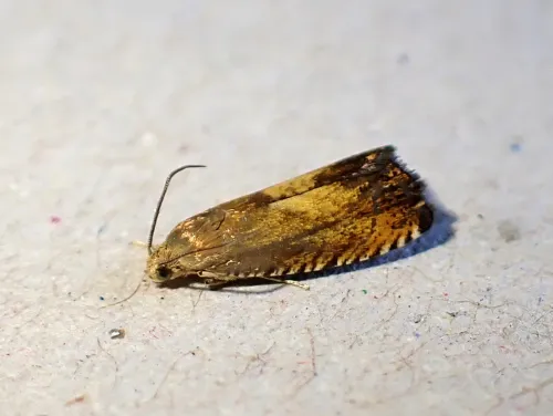 Pammene aurita - photo 3