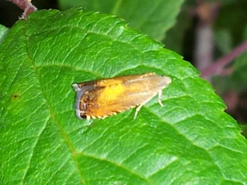 Pammene aurita - photo 4