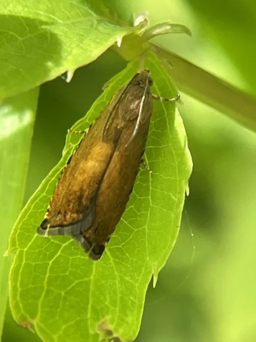 Pammene aurita - photo 5