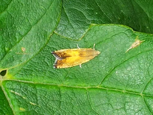 Pammene aurita - photo 6