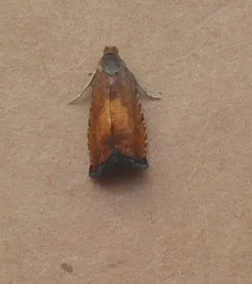 Pammene aurita - photo 7