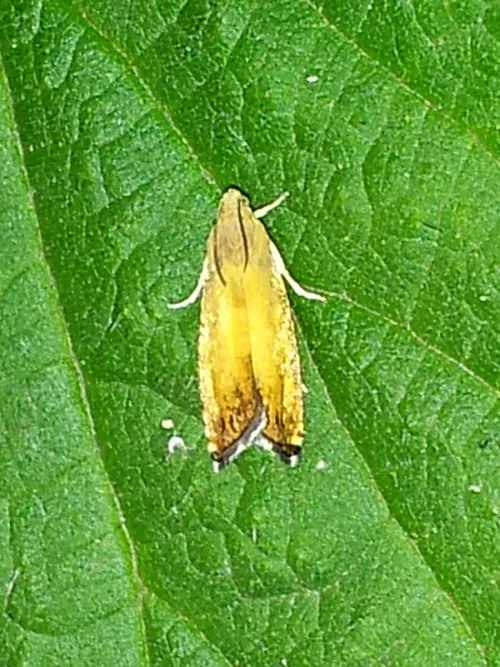 Pammene aurita - photo 8
