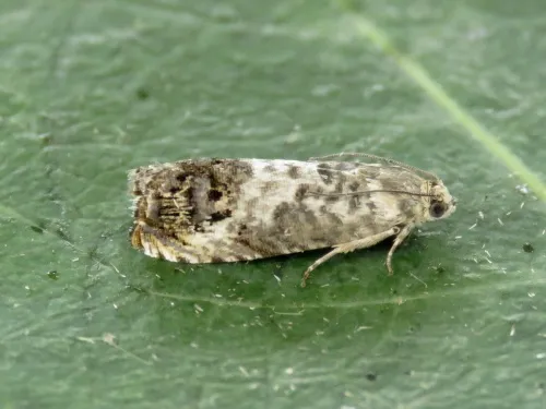 Pammene fasciana