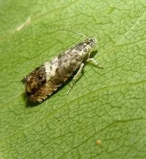 Pammene fasciana - photo 7