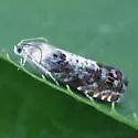 Pammene felicitana - Hodges#3419