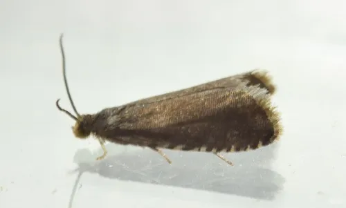 Pammene germmana