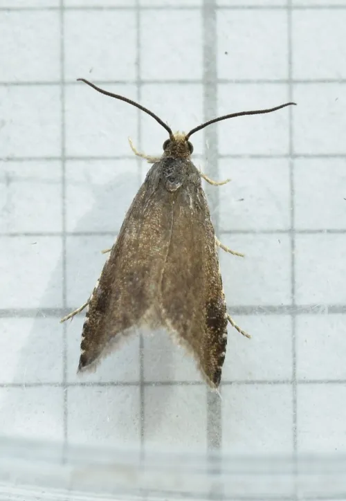 Pammene germmana - photo 2