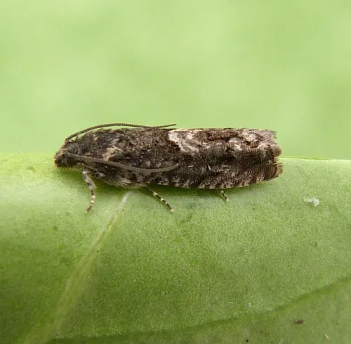 Pammene giganteana