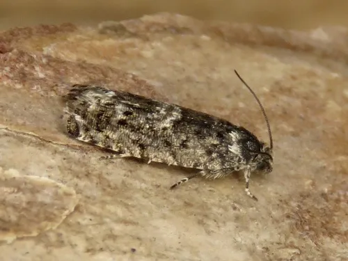 Pammene giganteana - photo 2