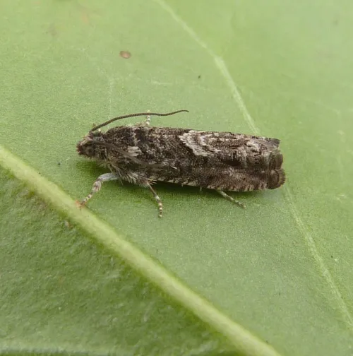 Pammene giganteana - photo 3