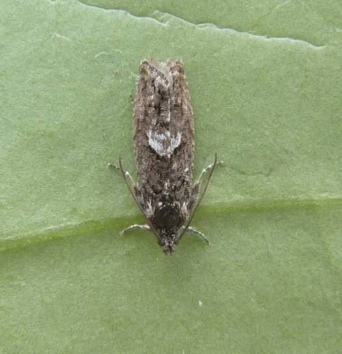 Pammene giganteana - photo 4