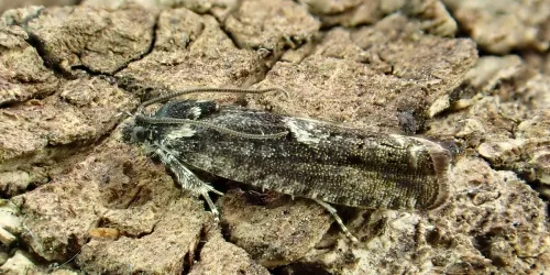 Pammene giganteana - photo 5