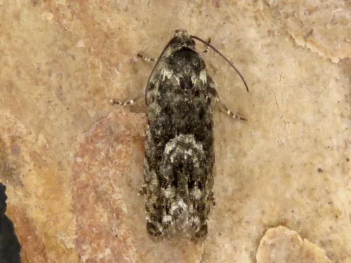 Pammene giganteana - photo 6