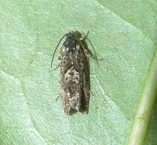 Pammene giganteana - photo 8