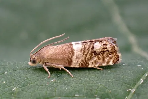 Pammene juniperana - Pammene juniperana