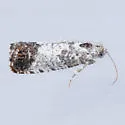 Pammene medioalbana - Hodges#3422.1 - photo 2